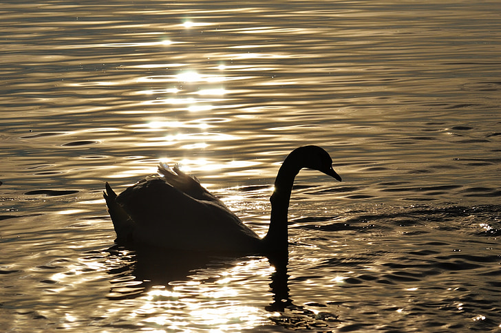 swan, water, silhouette, lake constance, animal world, lake, bird