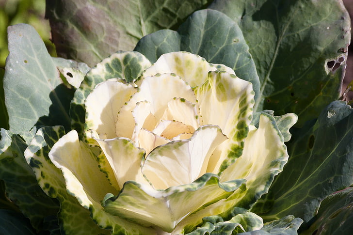 ornamental cabbage, brassica oleracea, cabbage green, kraus, leaves, green, white