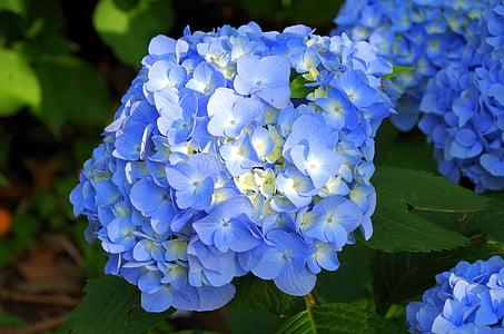 ไฮเดรนเยีย, ญี่ปุ่น, ธรรมชาติ, สีม่วง, ดอกไม้ญี่ปุ่น, มิถุนายน, สีฟ้า
