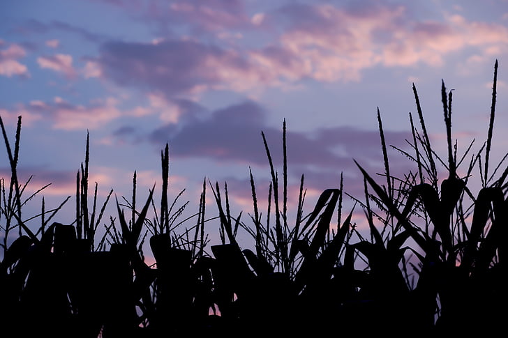 campo de maíz, maíz, campo, arable, noche, cielo de la tarde, Crepúsculo