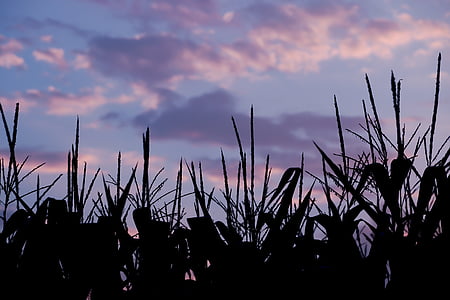 кукурузное поле, Кукуруза, поле, пахотные земли, Вечер, вечернее небо, Сумерки