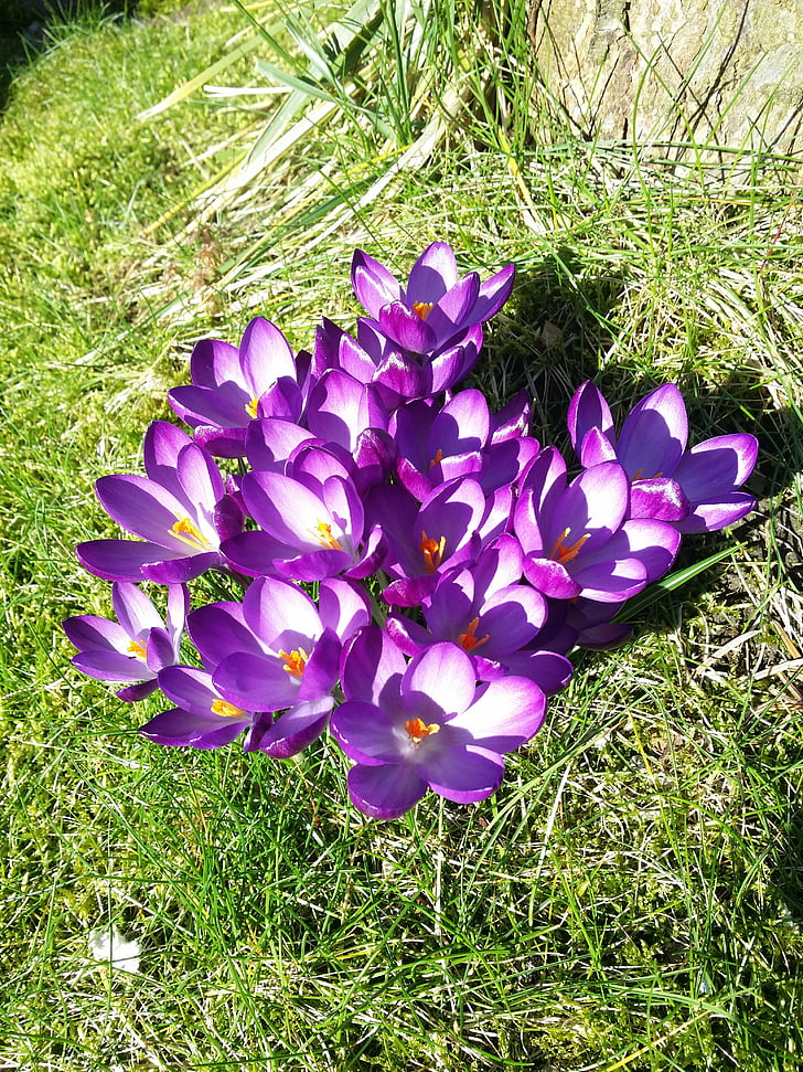 crocus, purple, spring, grass, meadow, white, flowers