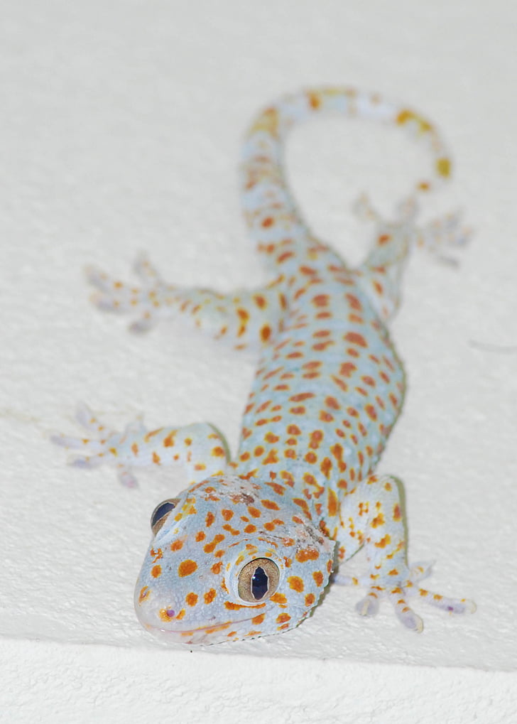 gecko, lisko, Thaimaa, matelija