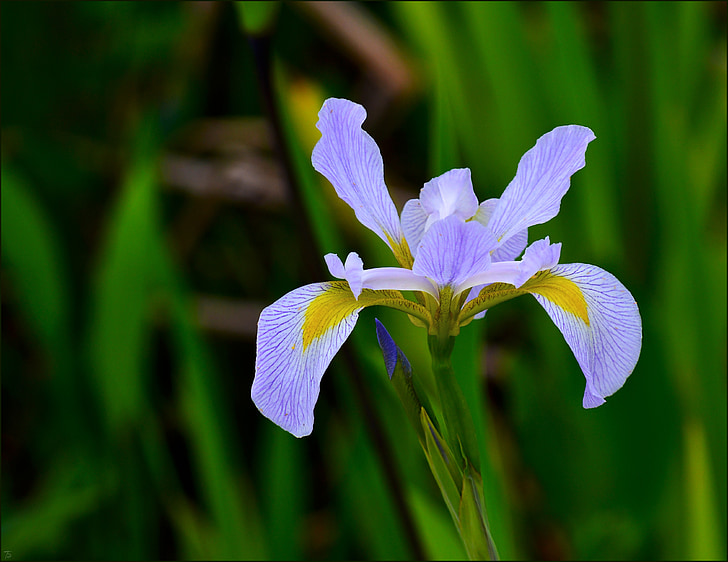 Hollandsk iris, lilla, natur, blomst, blomstermotiver, plante, PETAL