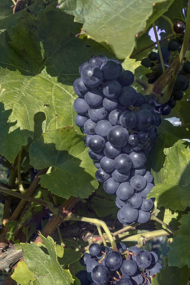 uvas, Grapevine, vino, vides, vitivinícola, fruta, naturaleza