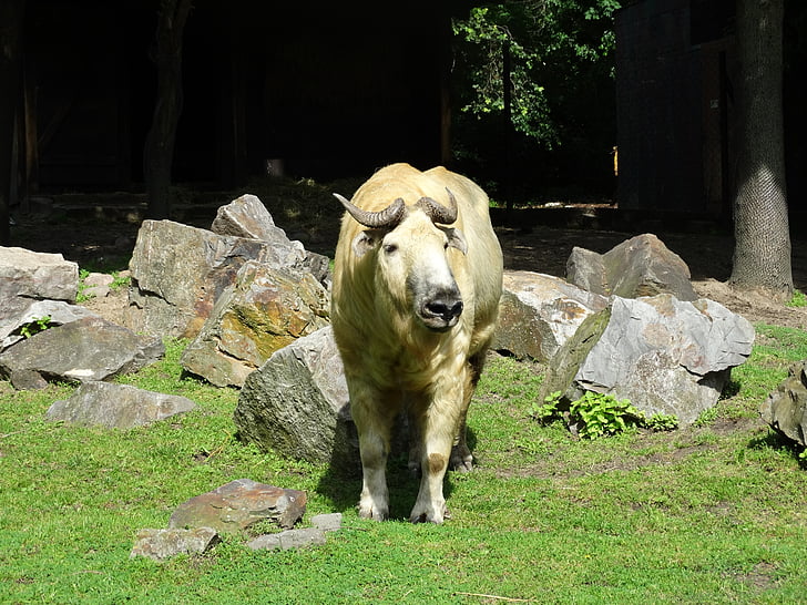Takin, gamuza de ganado, cabra de GNU, cabra-antílope, animal, naturaleza, Parque zoológico