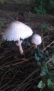 selvaggio, fungo, Regno Unito, autunno, Edera, Toadstool, natura