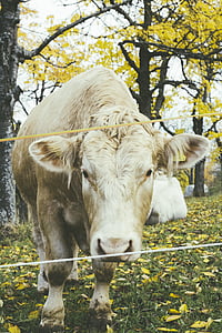 agricultura, animale, agricultura animale, carne de vită, vite, Close-up, zona rurală