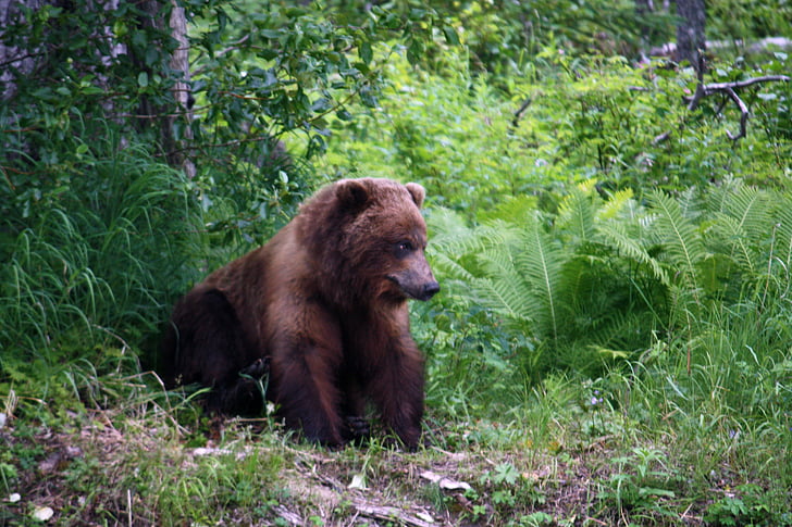 Grizzly, djur, Björn, Alaska, naturen