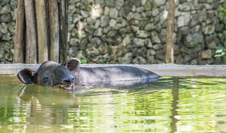 ant eater, water, animal, xcaret, cancun, mexico, swimming