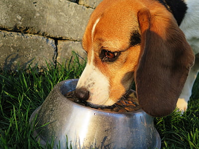 pas, jesti, fressnapf, pseća hrana, fotografiranje divljih životinja, hrana, suha