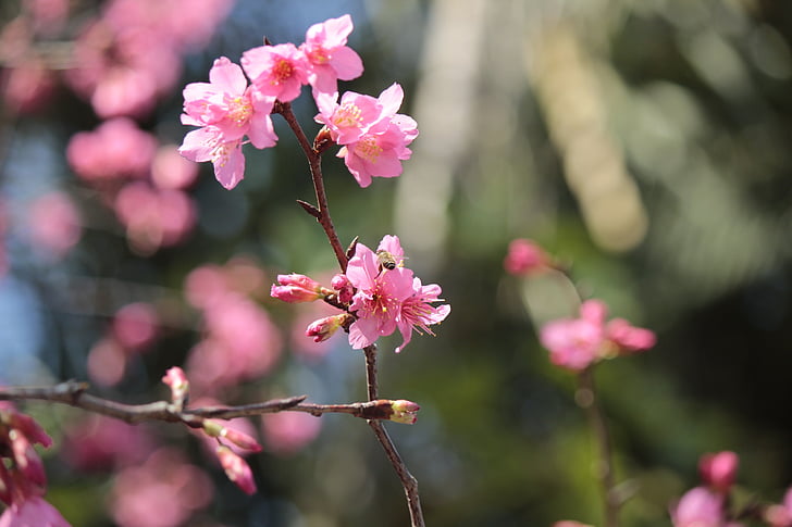 pétales de cerisiers sauvages, Hua xie, abeilles recueillent le nectar
