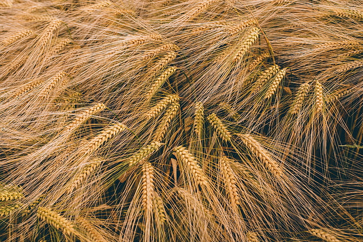 close-up, field, golden, grain, harvest crop, malts, stalks