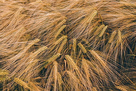close-up, field, golden, grain, harvest crop, malts, stalks