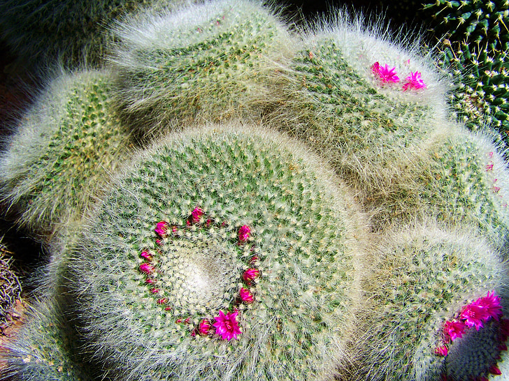 cactus mexicà, jardí botànic, Pécs