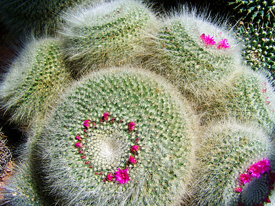 Mehhiko kaktus, Botaanikaaed, Pecs