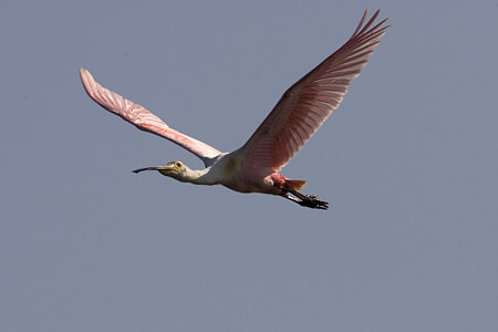 Becplaner rosat, volant, vida silvestre, ocell, natura, Escolopàcid, l'aigua
