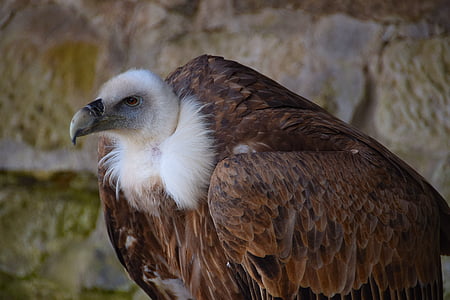 vulture, black vulture, raptor, bird of prey, bird, plumage, falconry