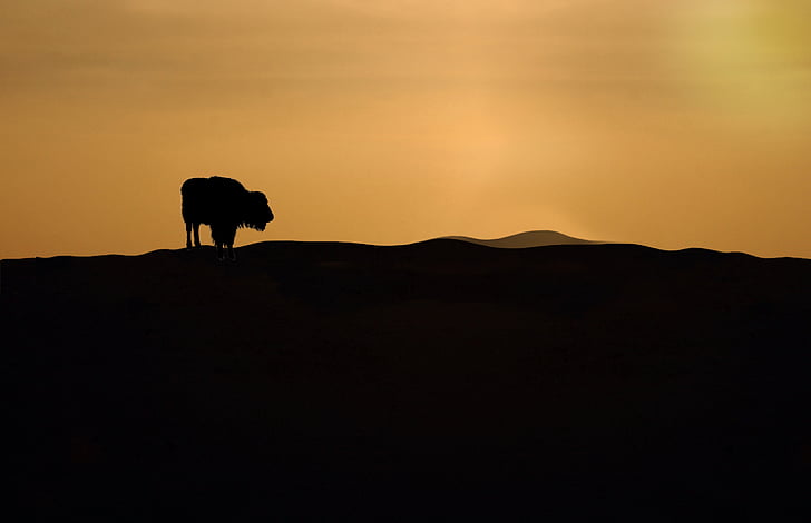 bison, sunset, wilderness, prairie, silhouette, nature, animal
