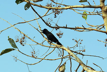 indiai dzsungel varjú, Corvus-macrorhynchos, Vastagcsőrű holló, dzsungel varjú, varjú, Karnataka, India