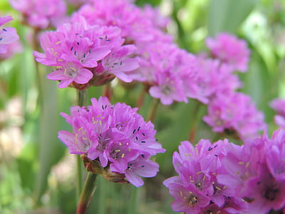 фіолетовий, квітка, Природа, сад