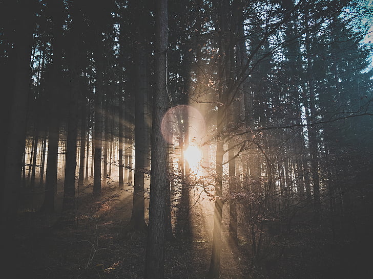 forest, nature, sun, trees, woods, tree, woodland
