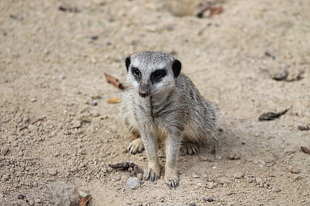 meerkat, 포유 동물, 동물, 자연, 귀여운