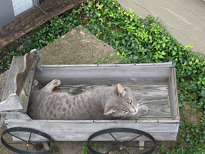 katten, grå, vognen, hage, sover, liggende, avslappende