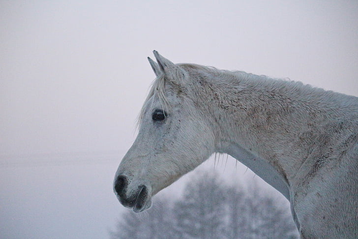 schimmel, paard, winter, mist, hoofd van het paard, volbloed Arabische, Frosty