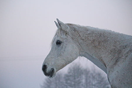 molde, cavalo, Inverno, nevoeiro, cabeça de cavalo, puro-sangue árabe, gelado