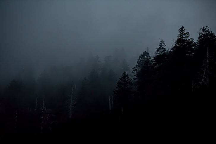 donker, bos, bomen, planten, mist, natuur, buiten