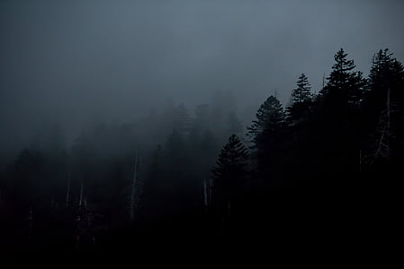 Темный, лес, деревья, растения, туман, Природа, Открытый