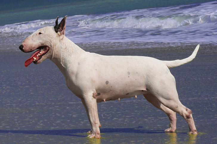 Bull Terrier, perro, Perra, mujer, mascota, Playa, animal