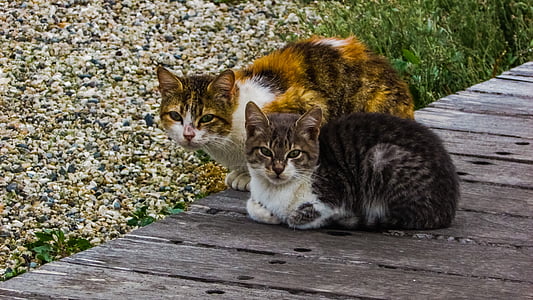 cats, stray, outdoors, cute, animal, young, adorable