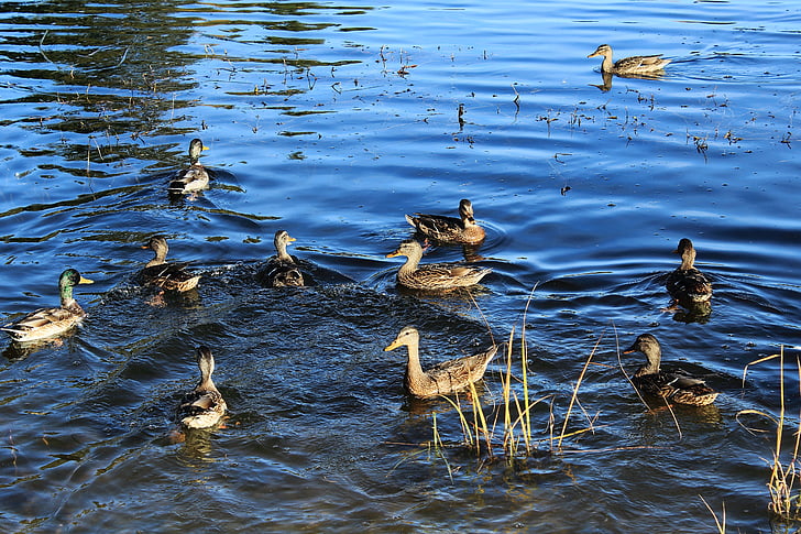 duck, wild ducks, pond, lake, bright, ripple