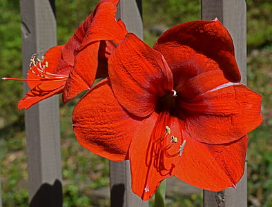 amaryllis rouge ardent, fleur, Blossom, Bloom, ampoule, plante, usine de récipient