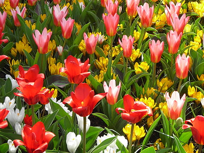 tulipes, Crocus, fleurs, jaune, rouge, blanc, Frühlingsanfang