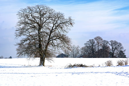 winter, sneeuw, boom, enkele, silhouet, natuur, hemel