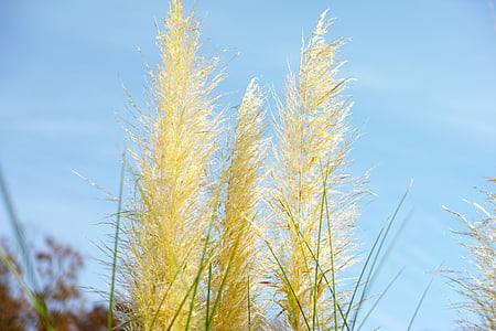 Японский трава серебра, Пампасская трава, Золотой, Осень, завод, небо, Природа