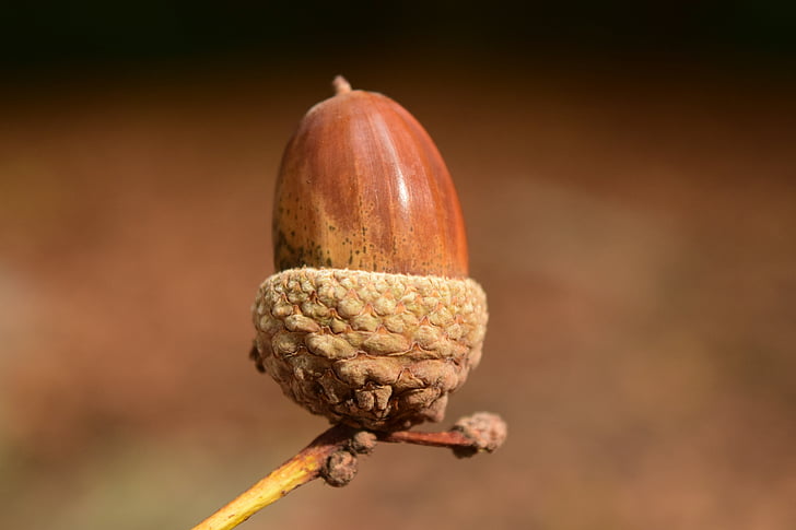 acorn, close, background, beautiful, autumn, nature, seeds