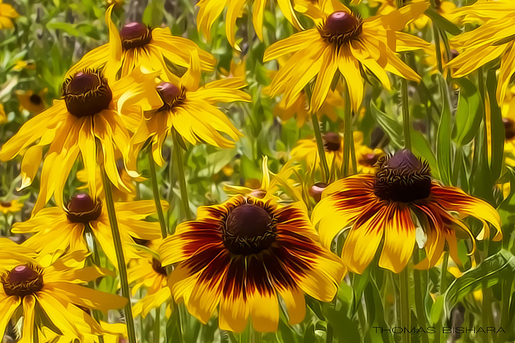 nature, floral, garden, spring, color, yellow, flowers