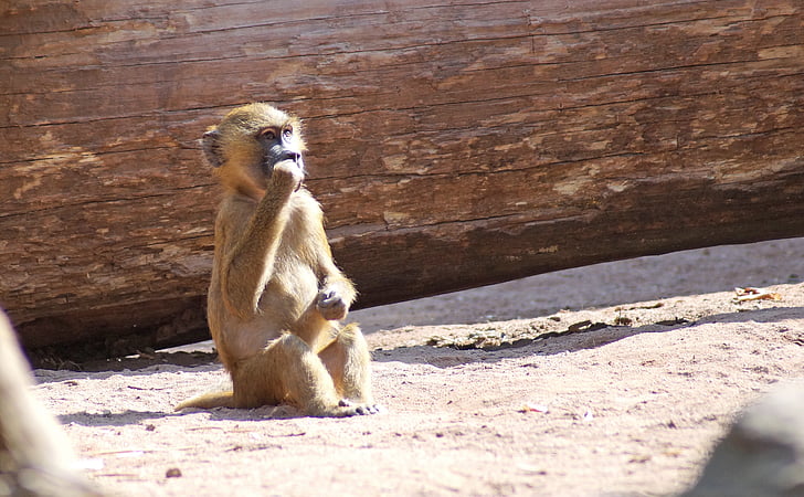 babuin, copil maimuta, maimuta, Tiergarten