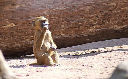 babuinas, beždžionė kūdikių, beždžionė, Tiergarten