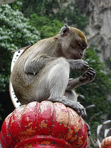 Malaisie, grottes de Batu, le singe, animaux, animal, faune, primate