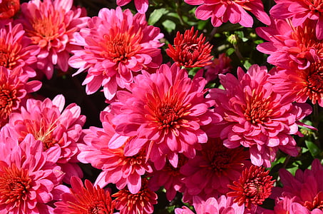 flores de color rosa, cierre para arriba, primavera, flor, jardín, macro, planta