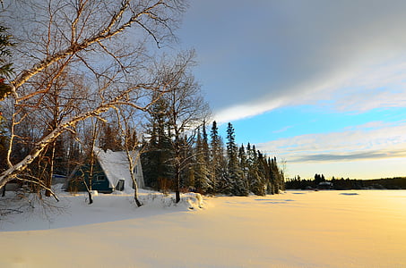 winter landscape, trees, birch, snow, ice, frozen lake, nature