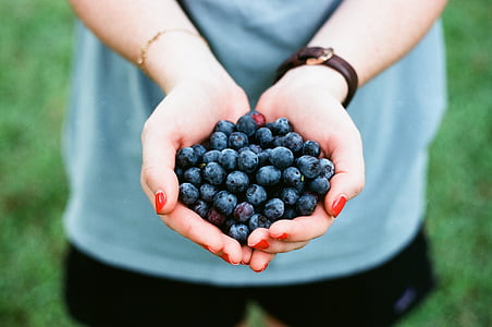 blueberry, fruit, food, hand, palm, garden, healthy