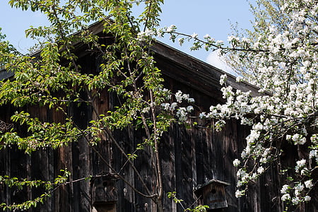 capanna, alberi, vecchio, legno, esposto all'aria, fiori, primavera