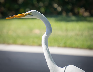 bird, eye, beak heron, white, animal, nature, closeup