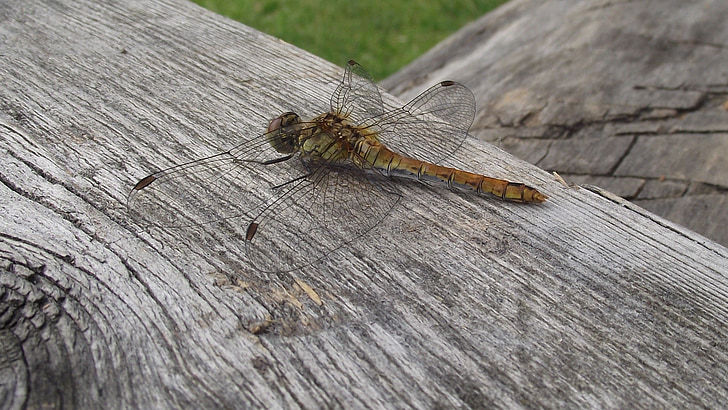 Dragonfly, ważka, sommar, buggar, naturen, bräckliga, skönhet